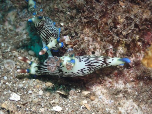Nudi-14