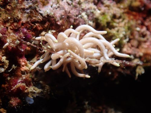 Nudi-17