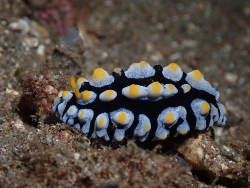 Nudi-19