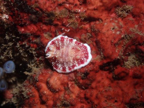 Nudi-21