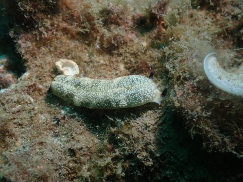 Nudi-22