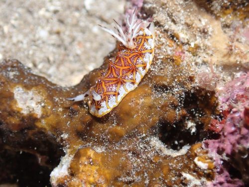 Nudi-25
