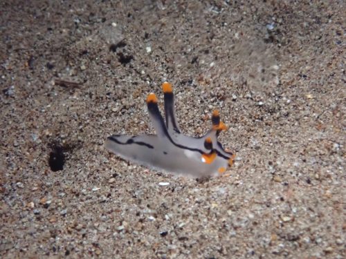 Nudi-26