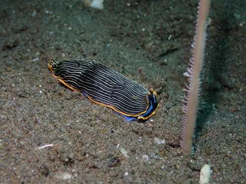 Nudi-3