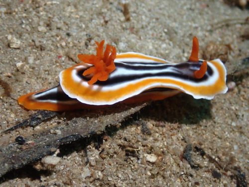 Nudi-5