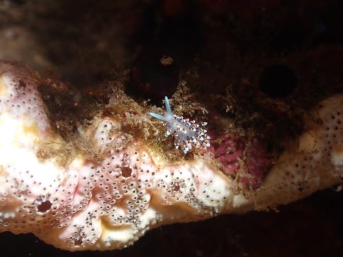 Nudi-6