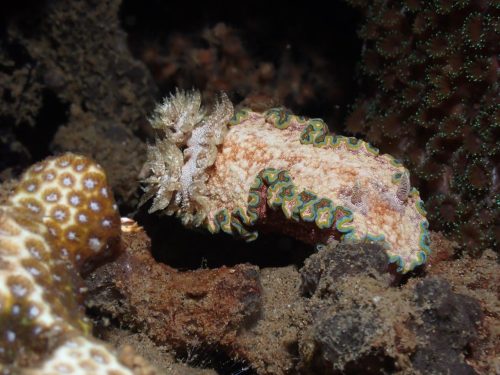 Nudi-8