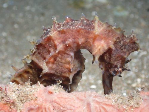 Seahorse-4