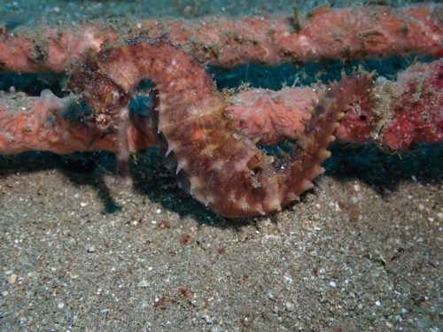 Seahorse-5