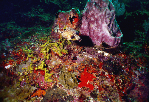 Black-White-tuf-tuf-fish