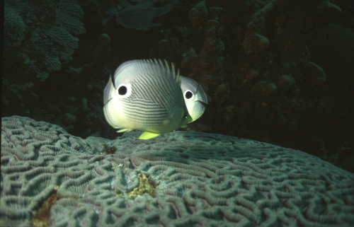 Butterflyfish-2
