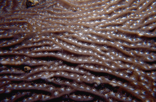Coral8