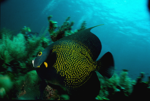 French-anglefish3