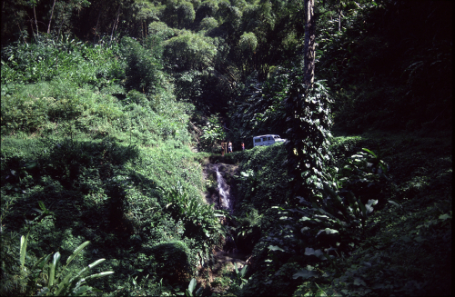 Jungle