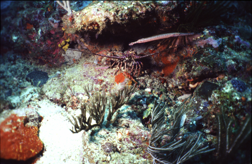 Lobster-1