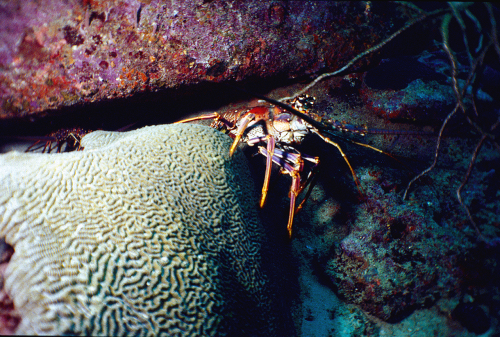 Lobster1