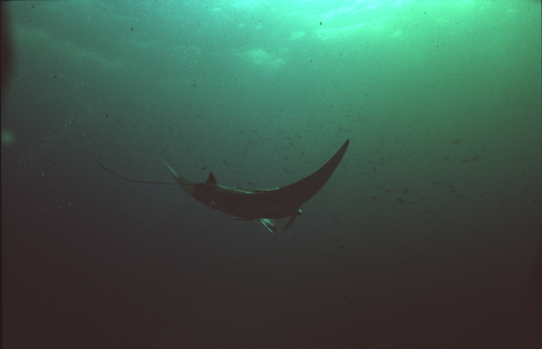 Manta-2