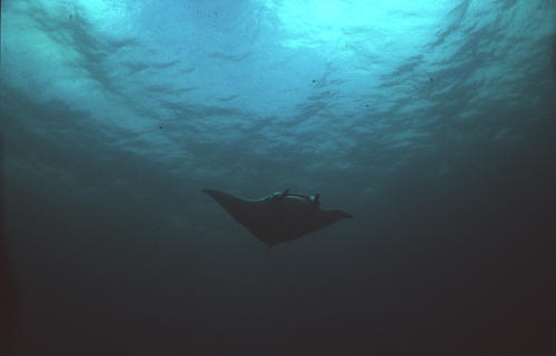 Manta-4