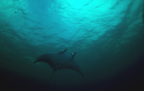 Manta1