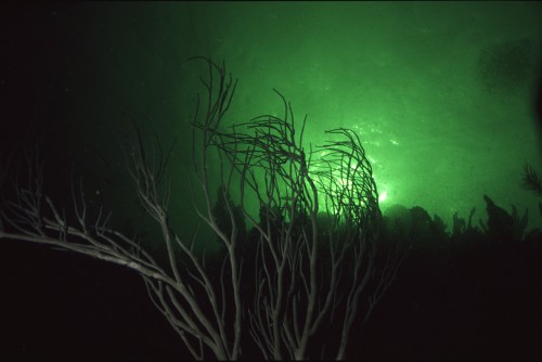 Natur-6