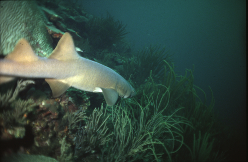 Nurseshark