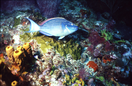 Parrotfish-1