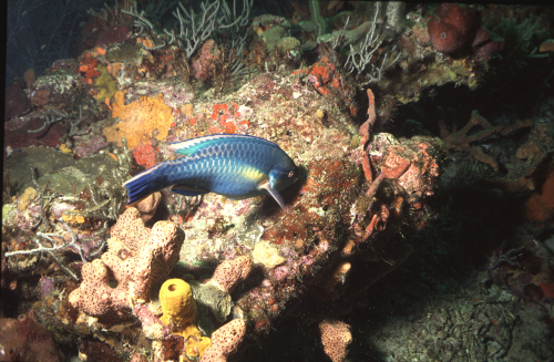 Parrotfish-2