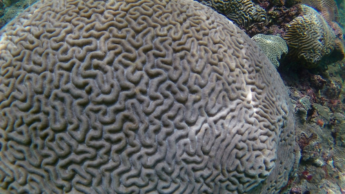 FHD0048