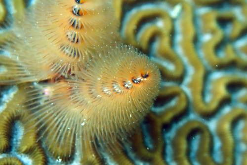 Kariwak-Reef-25-July-2017-1