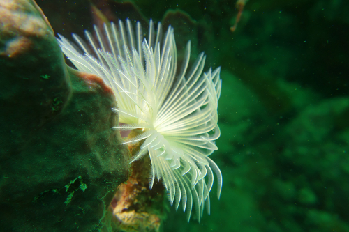 Kariwak-Reef-25-July-2017-28