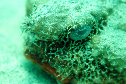 Kariwak-Reef-25-July-2017-5