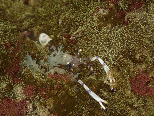 Crab-1