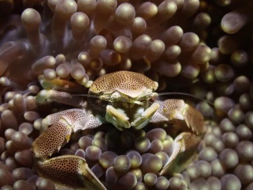 Crab-13