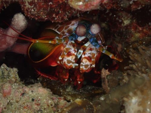 Crab-15