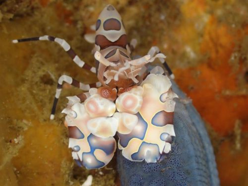 Crab-2