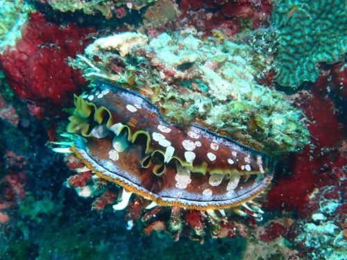 Crab-22
