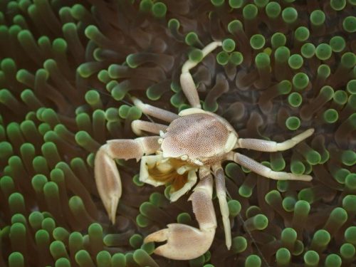 Crab-24