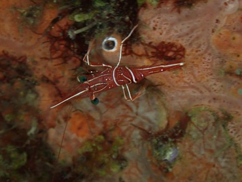 Crab-28