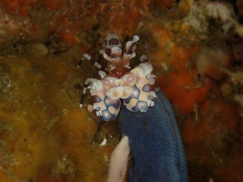 Crab-3