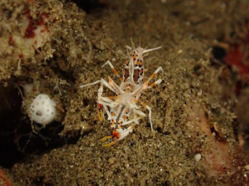 Crab-32