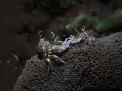 Crab-35