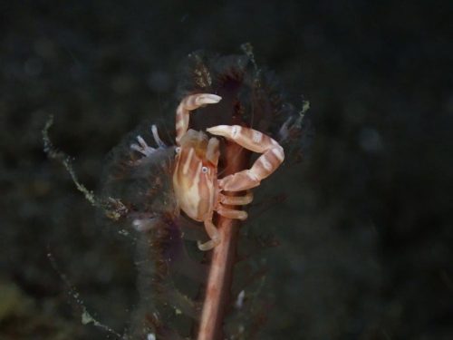 Crab-36