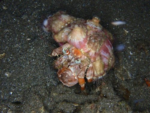Crab-37