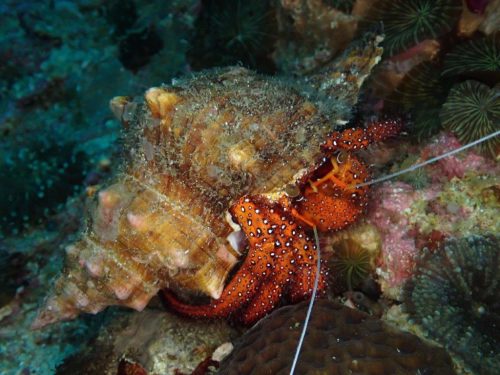 Crab-5