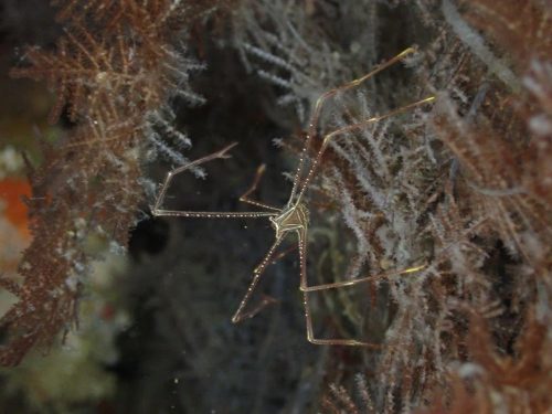 Crab-6