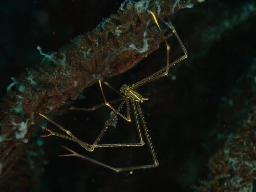 Crab-7