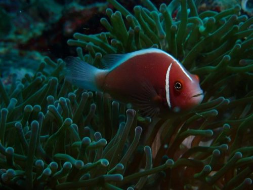 Fish-12