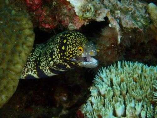 Fish-16