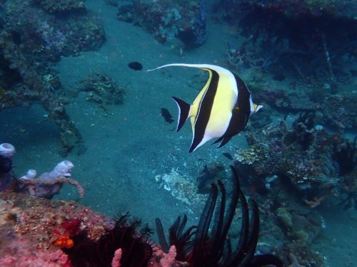 Fish-18