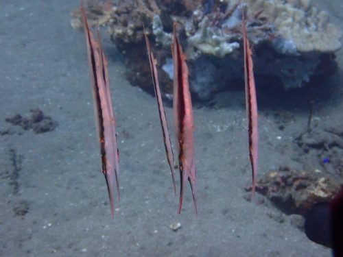 Fish-19